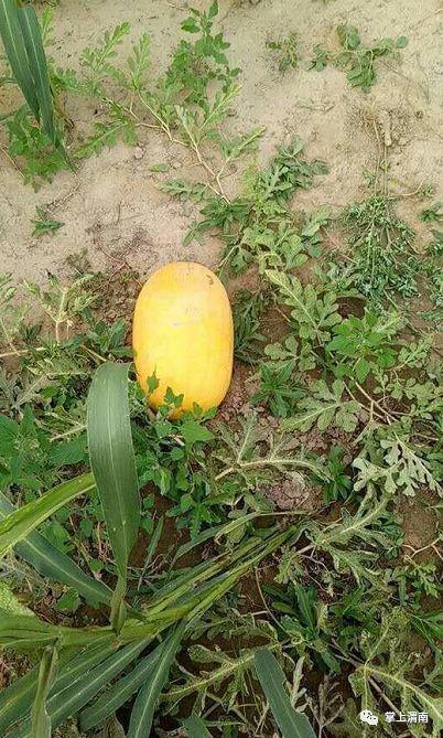 52吃瓜爆料免费吃瓜视频,免费畅享热门吃瓜视频盛宴